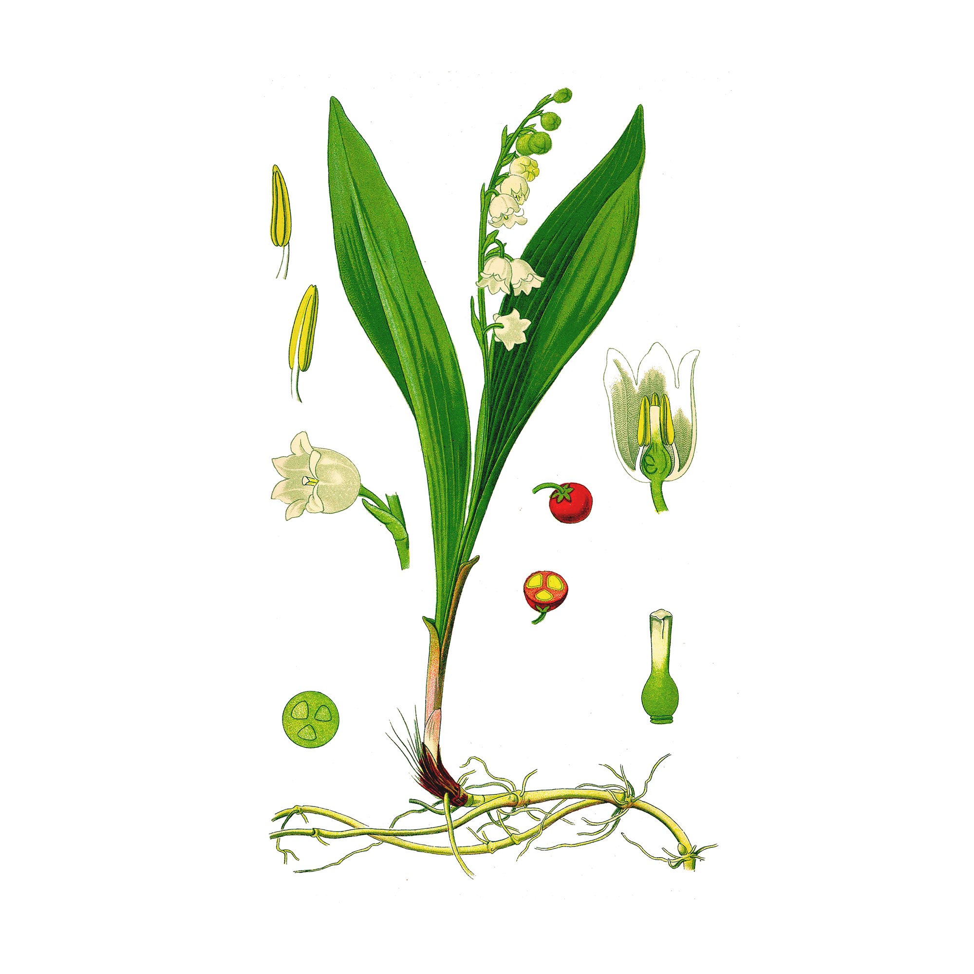 Ландыша листьев экстракт LE, пакет вакуумный, 1кг